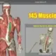 3D Anatomy