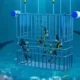 Survival Underwater Shark